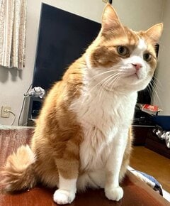 【威厳はどこへ？】キリッとした猫の「究極のごろ寝」姿にギャップ萌え必至