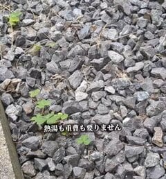 「これでいいの？」砂利の隙間から生える雑草　すり足で「簡単除草」道具も熱湯もいらない除草術に反響