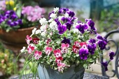 【センスのいい春の寄せ植え】たった3つの植物で映える！初心者OKのおしゃれな組み合わせ3例