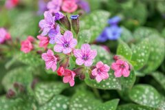 【お金をかけない庭づくり】植えっぱなしで一年中きれいな庭に！秋植えの常緑多年草・低木7選