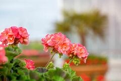 3苗で【センスのいい初夏の寄せ植え】主役はいい香りのゼラニウム！暑さと乾燥に強い組み合わせ