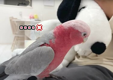 嫉妬爆発！】「私という愛鳥がいながら（怒）」ぬいぐるみに