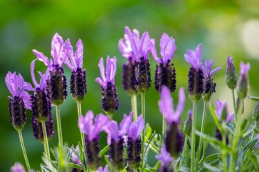 ガーデニング】今が咲きごろ！ハーブの女王「ラベンダー」の魅力を大