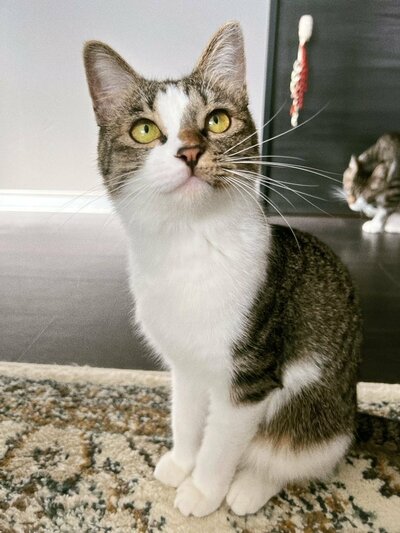 夏毛はすらっときれいな猫ちゃん