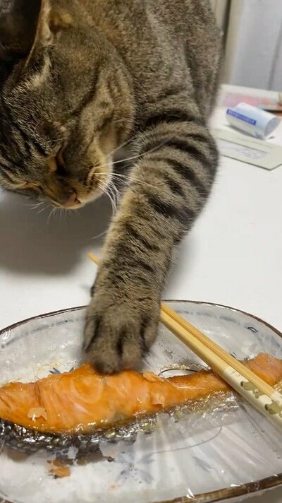 投稿の画像