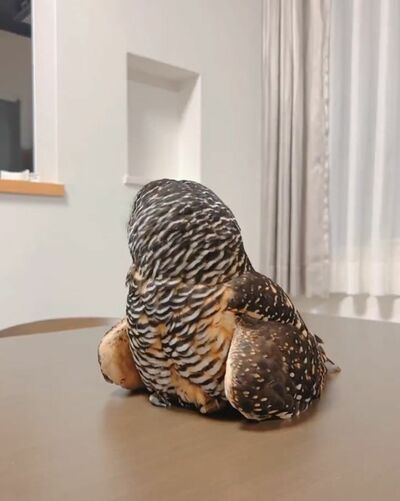 投稿動画のワンシーン