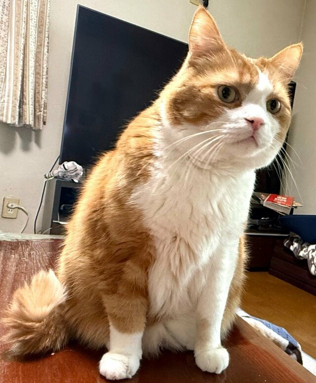 【威厳はどこへ？】キリッとした猫の「究極のごろ寝」姿にギャップ萌え必至