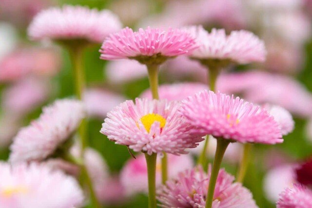 玄関先や狭い庭の《小さな花壇》がおしゃれに！コンパクトな「春の花」6選＆レイアウトのコツ
