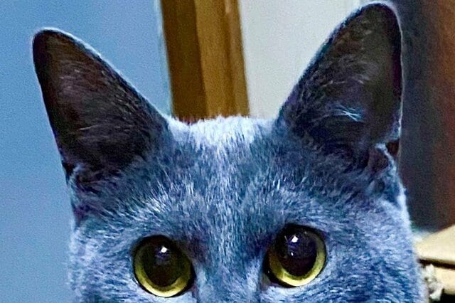飼い主が食事中、元保護猫さんが圧倒的目力で…「信頼の目！笑」