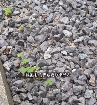 「これでいいの？」砂利の隙間から生える雑草　すり足で「簡単除草」道具も熱湯もいらない除草術に反響