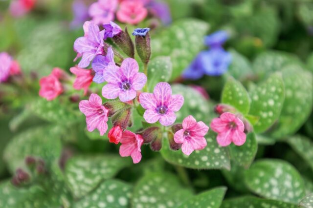 【お金をかけない庭づくり】植えっぱなしで一年中きれいな庭に！秋植えの常緑多年草・低木7選