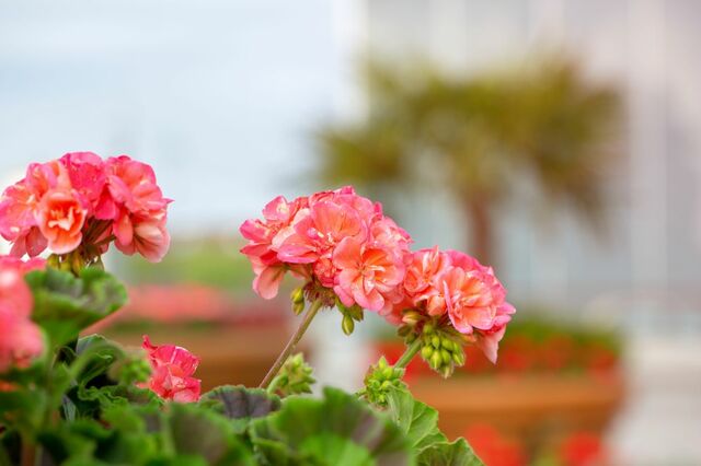 3苗で【センスのいい初夏の寄せ植え】主役はいい香りのゼラニウム！暑さと乾燥に強い組み合わせ