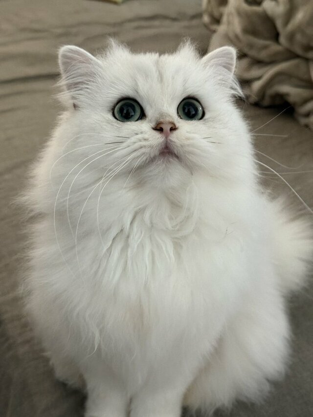 【寝起きギャップ】頑張ってお出迎えしてくれた美猫ちゃん！いつもの姿と違い過ぎて思わず大爆笑！　