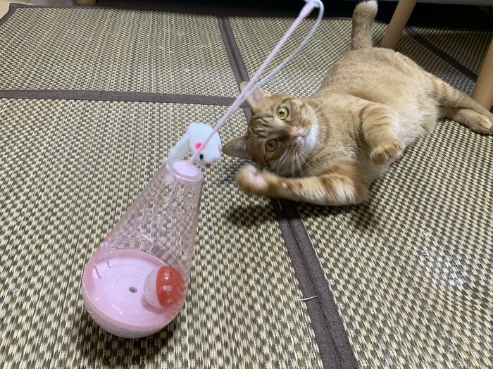 遊んでいる猫とおきあがりこぼし