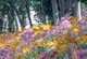 愛知県の川沿いに広がる「カラフルな花の絨毯」　見頃のリコリスが彩る風景に「キレイ」「素敵ですね」