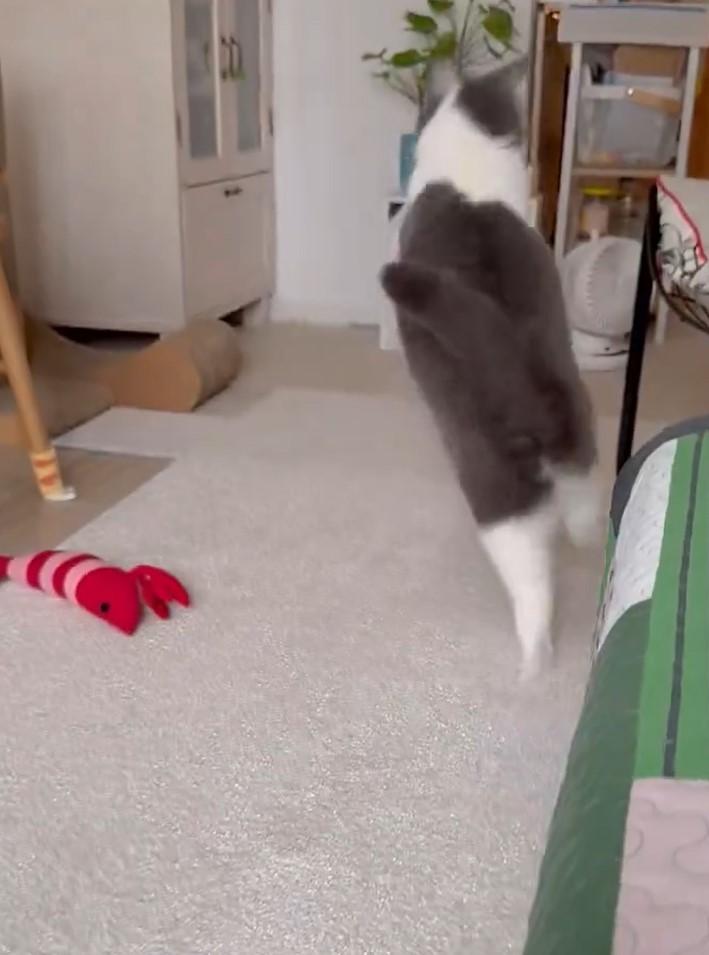 出所：@omochiomoching