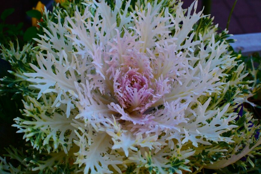 asiantiger247/istockphoto.com