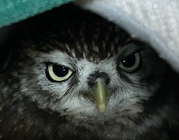 出所：@chimaki_anahori