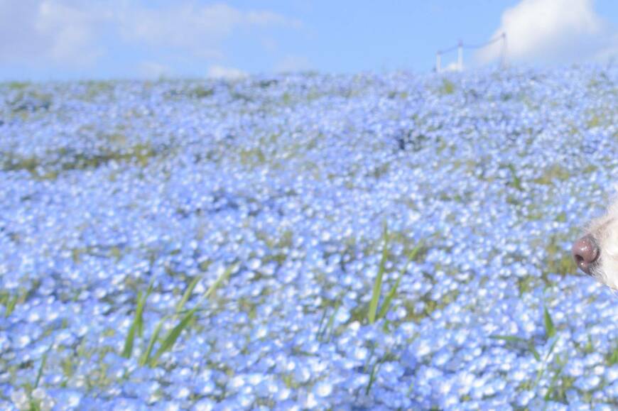 出所：@inukawatama