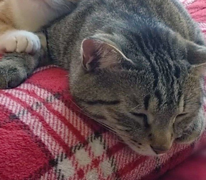 出所：@mero627puri914