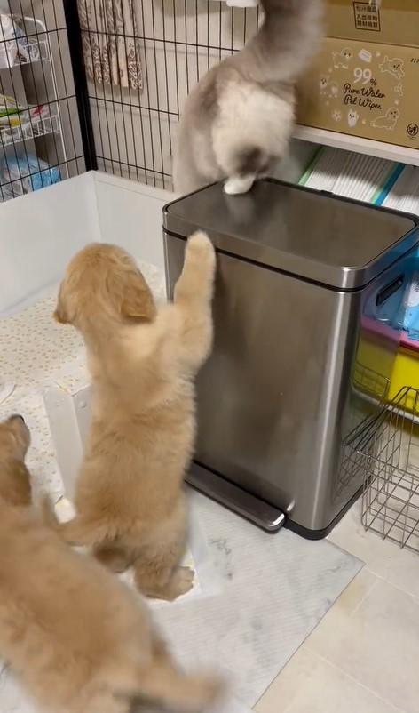 出所：@pu_channeldesu