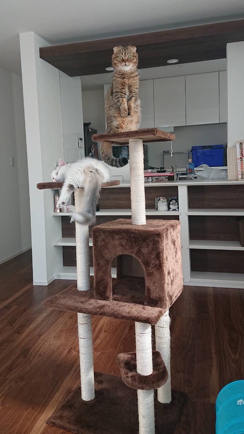 出所：@ponpokopontanu