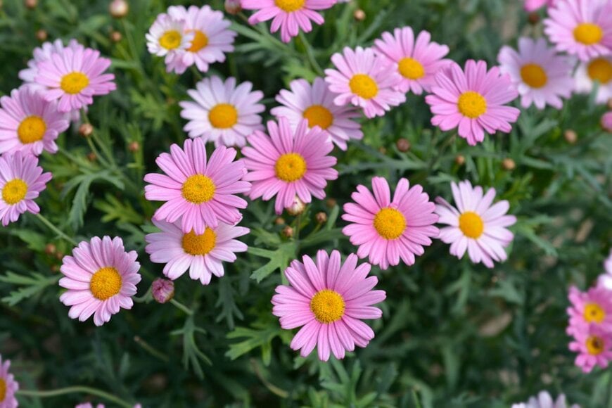 Nahhana/shutterstock.com