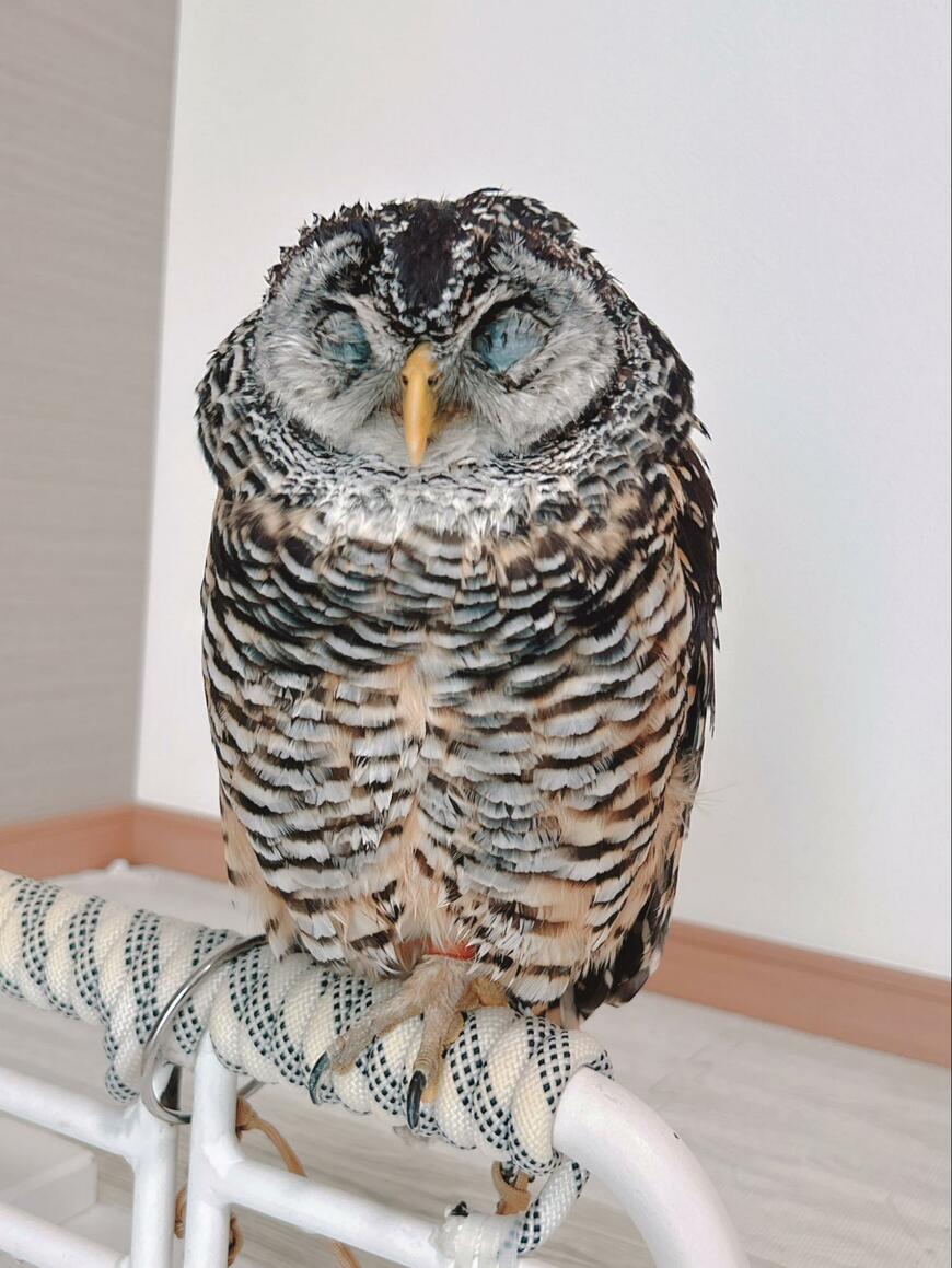 出所：@kanata_akas