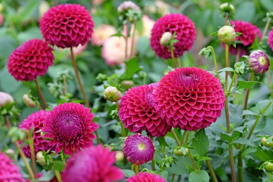 Alex Manders/shutterstock.com