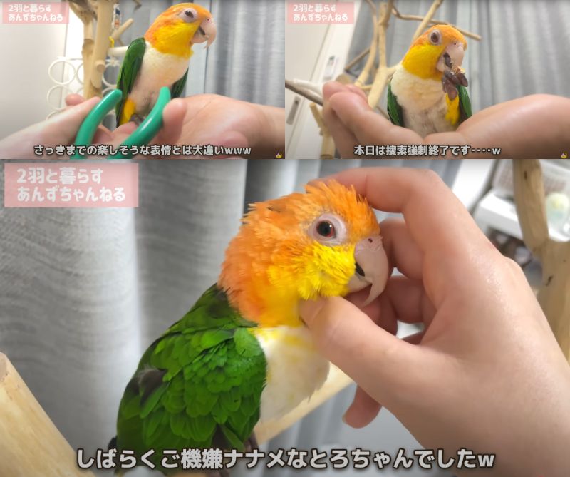 出所：@anz_omomiri