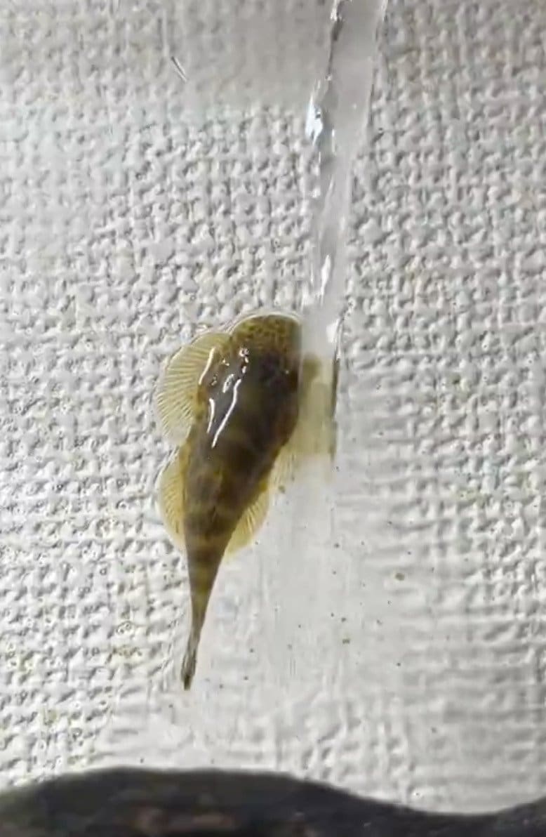 出所：@hikarisoraaaa