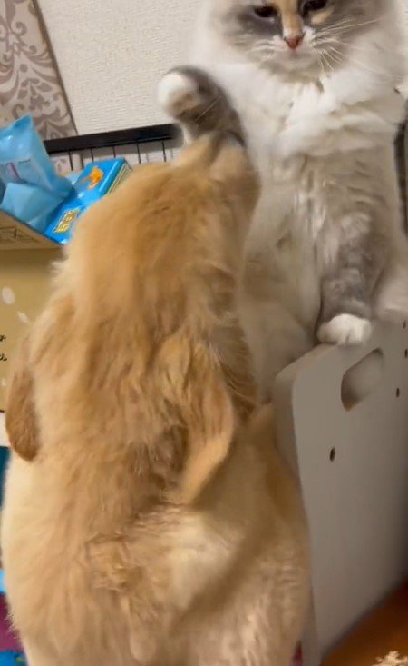 出所：@pu_channeldesu