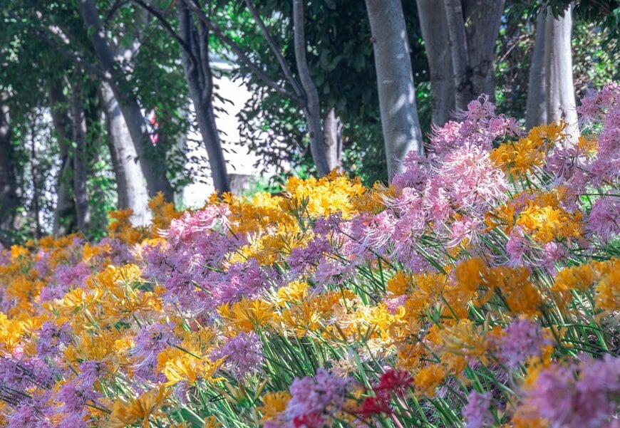 愛知県の川沿いに広がる「カラフルな花の絨毯」　見頃のリコリスが彩る風景に「キレイ」「素敵ですね」