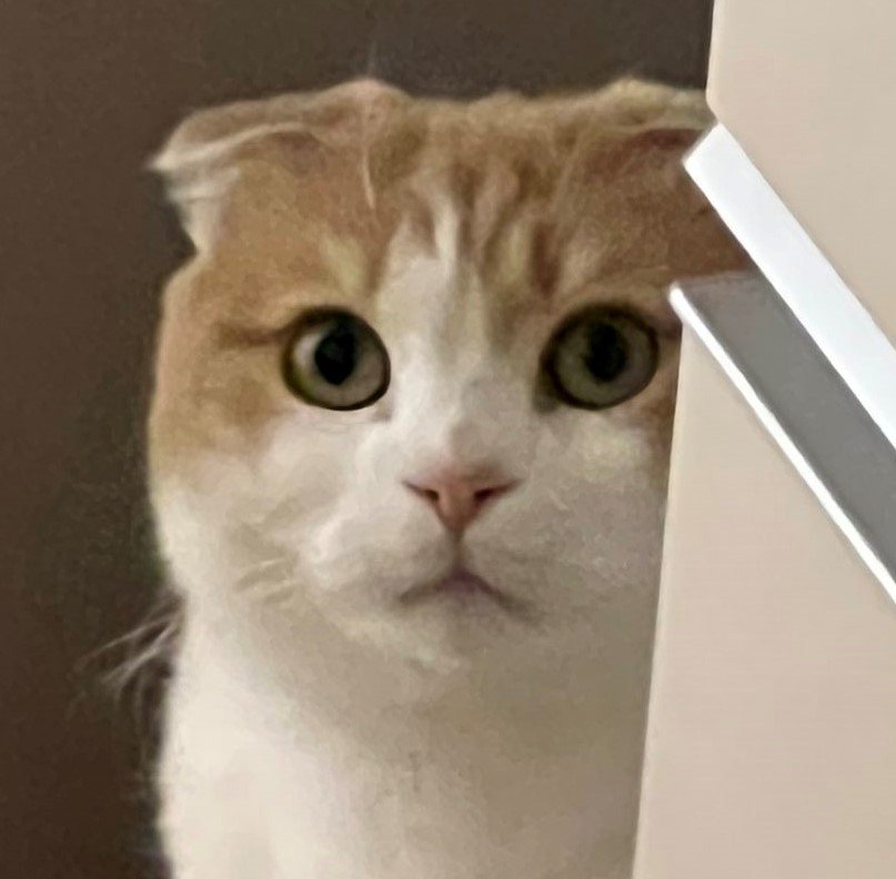 出所：@torotolo106106