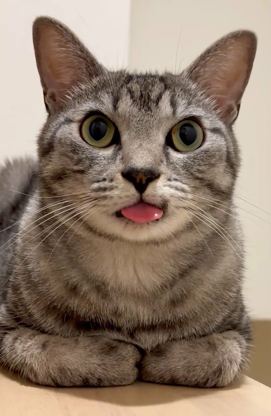 出所：@totomaru_hanmi