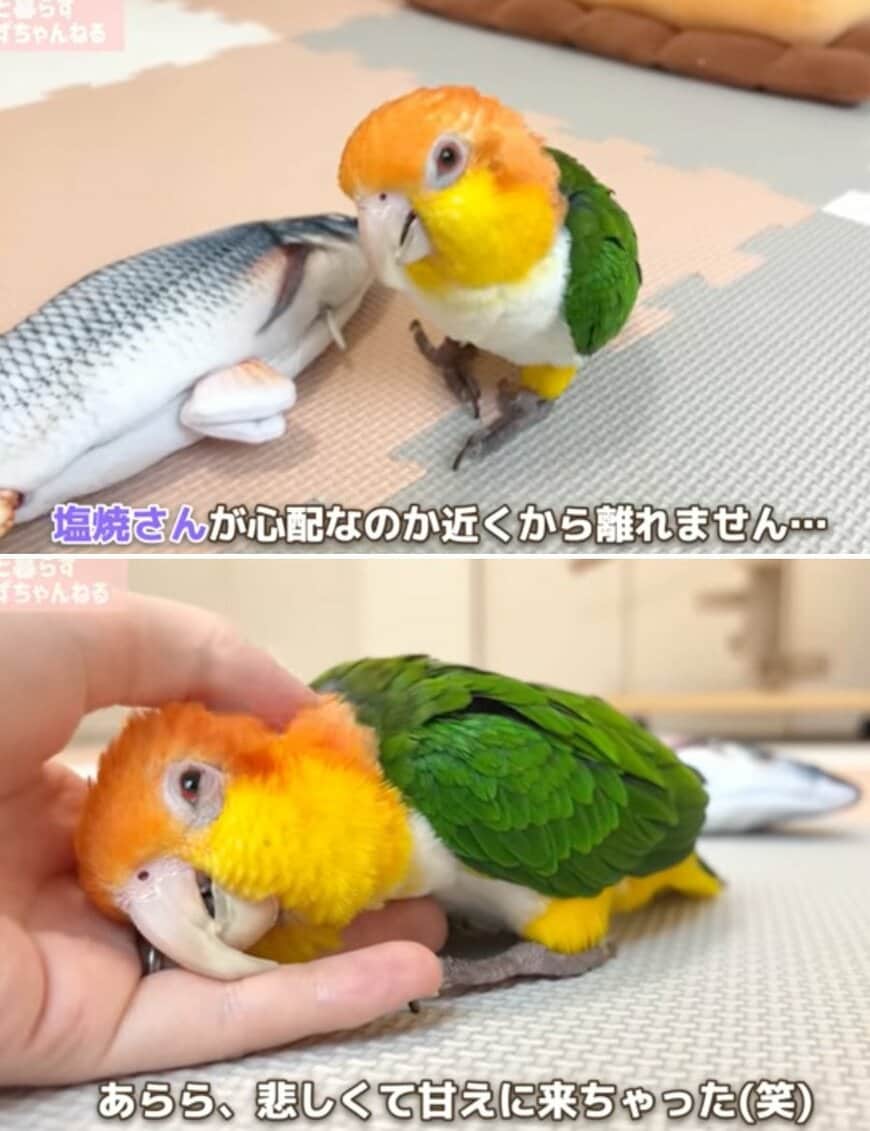 出所：@anz_omomiri