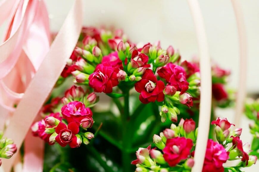 【冬のインドアガーデニング】たったひと鉢置くだけで、お部屋華やぐ《おすすめ植物》3選