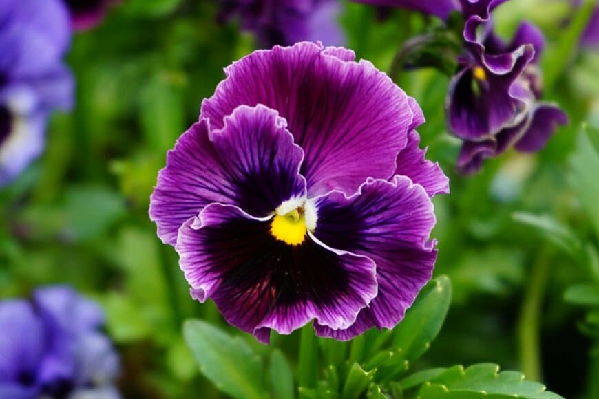 Leecy Jones/shutterstock.com