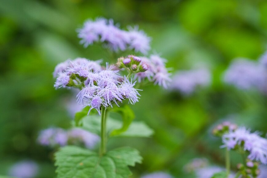 itotoyu/istockphoto.com