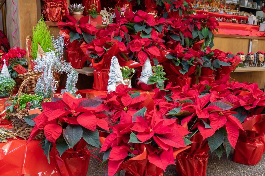 ancoay/shutterstock.com