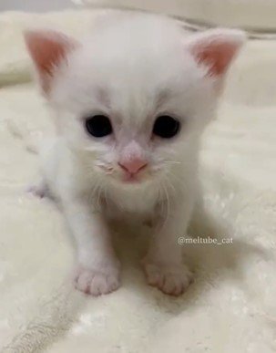 出所：@meltube_cat