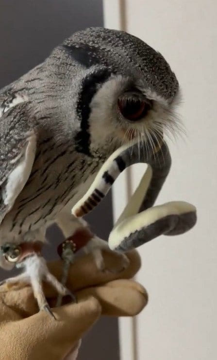 出所：@purinon2929k