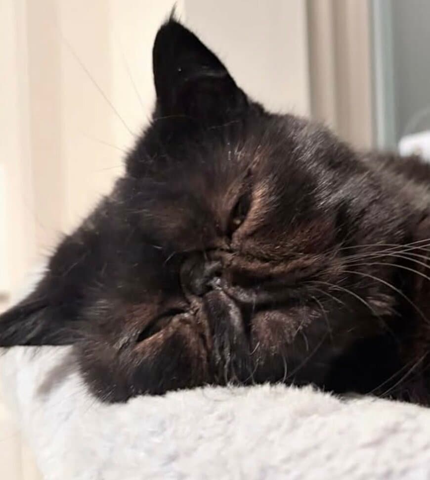 出所：@kotetsu_0420