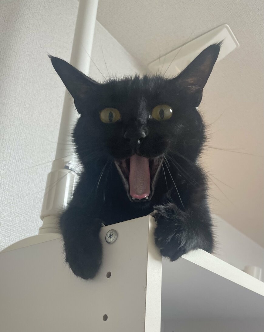 出所：＠Teagle_Noir