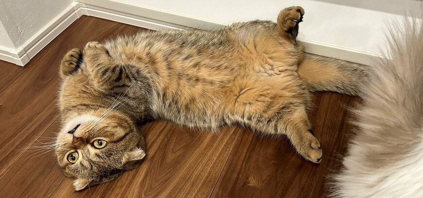 出所：@ponpokopontanu