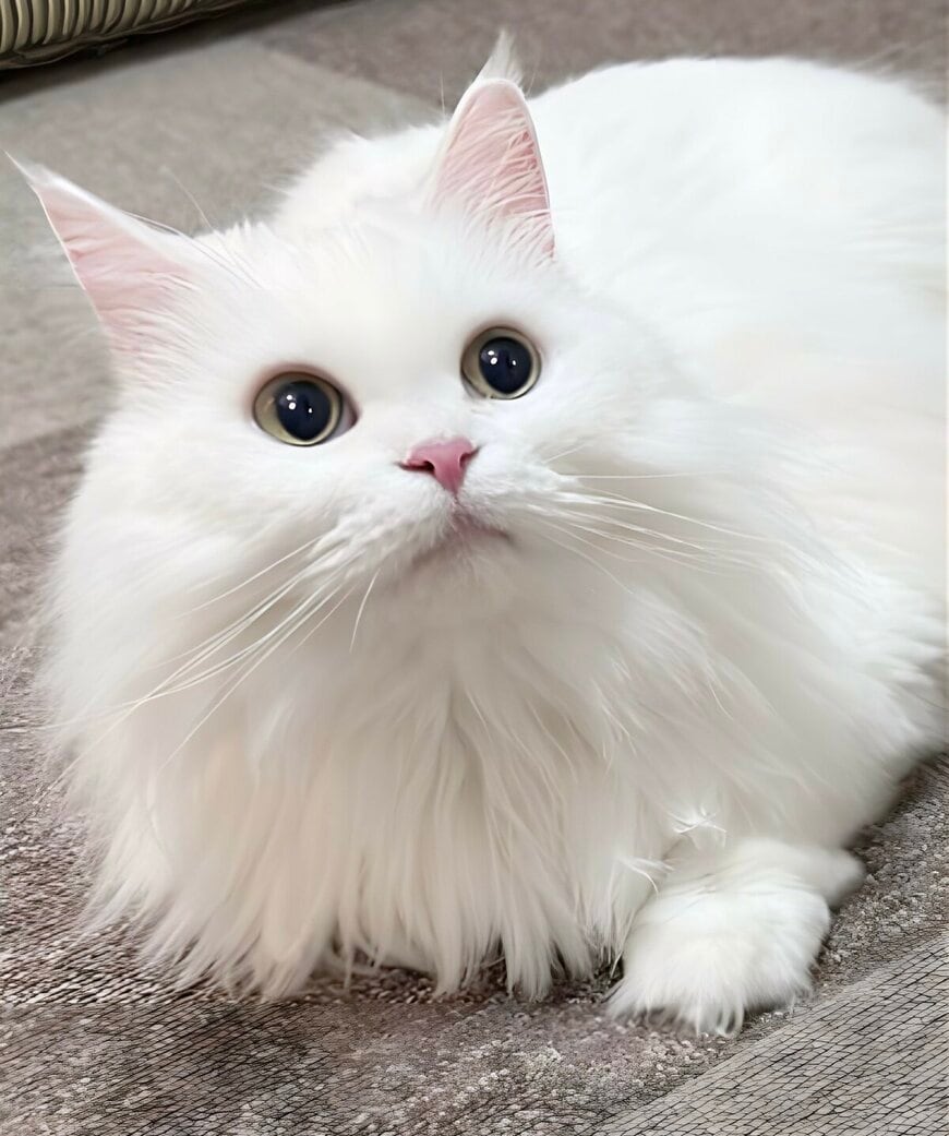 出所：@kochika222