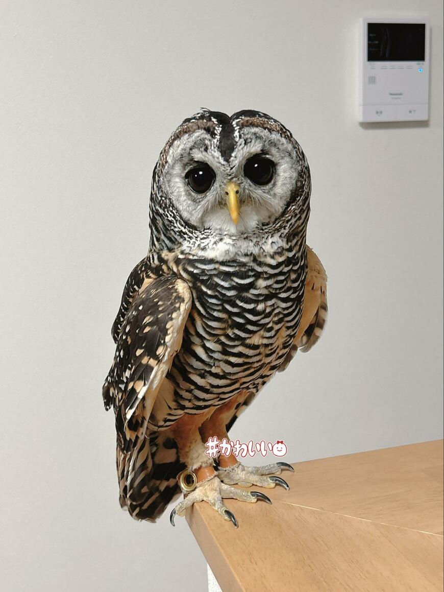 【ギリギリを攻めるフクロウ】バランス感覚がすごい！はじっこに立つ姿が得意げでかわいい