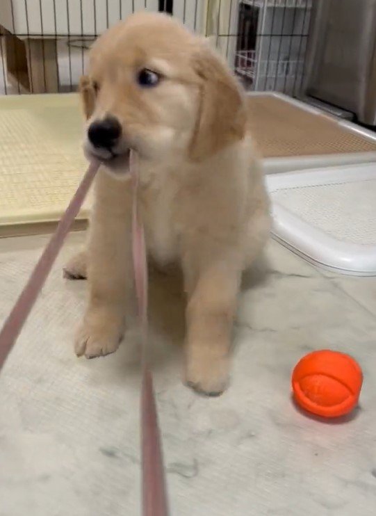 出所：@pu_channeldesu