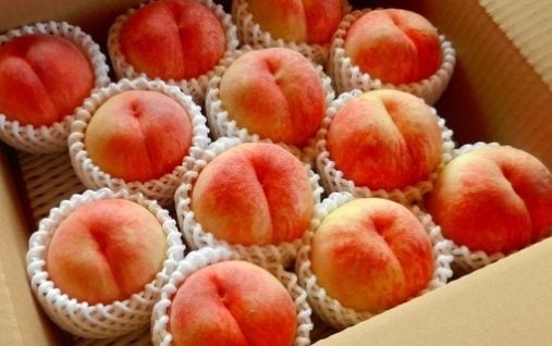 出所：ふるさとチョイス「もも(9月旬の白桃)約4kg　山形県天童市」