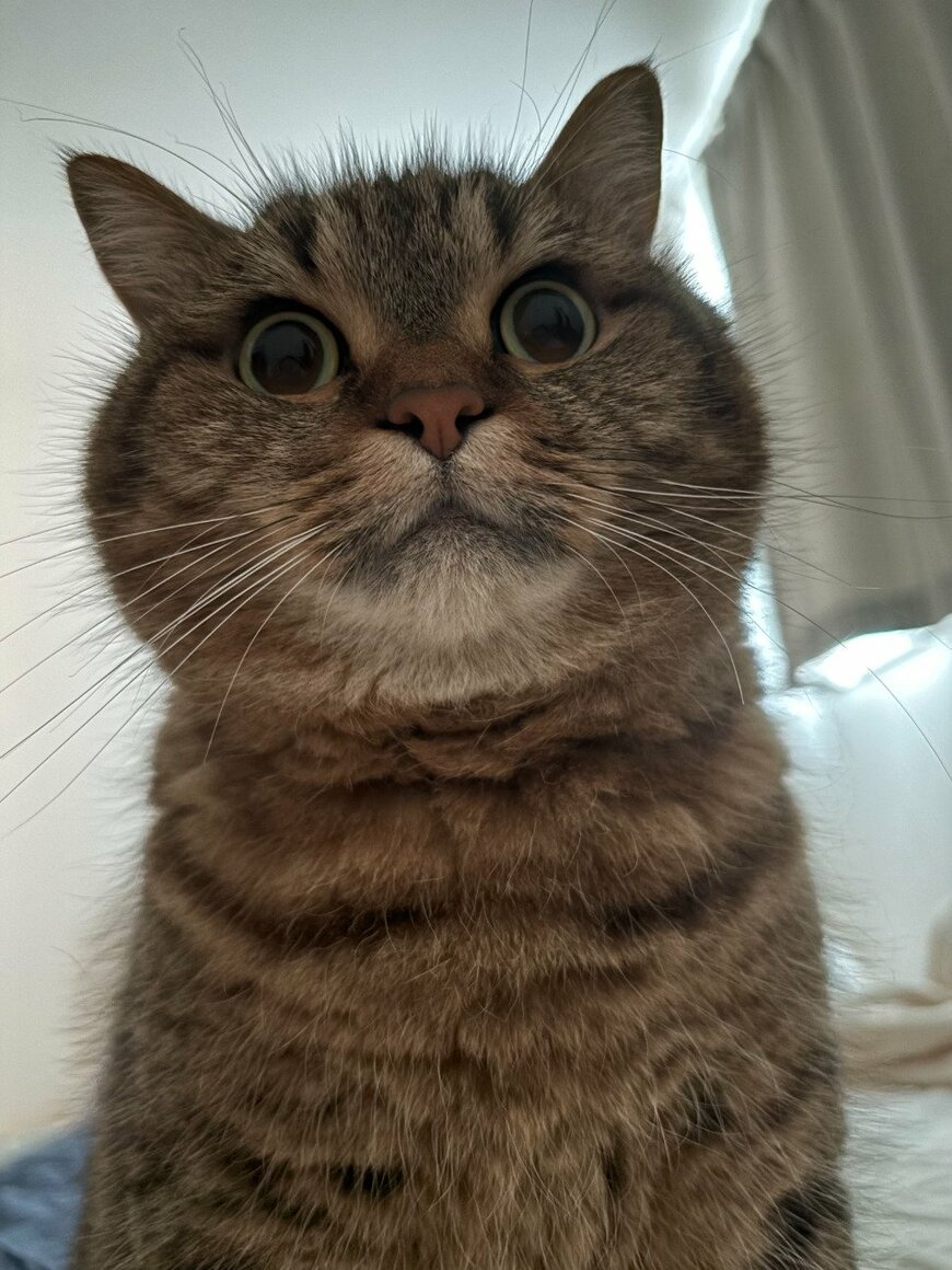 出所：@donguri_manchi